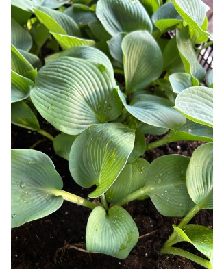 Hosta RSun, 1 buc, planta la ghiveci 10cm