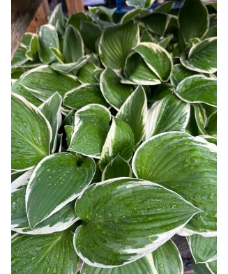 Hosta Antioch, 1 buc, planta la ghiveci 10 cm