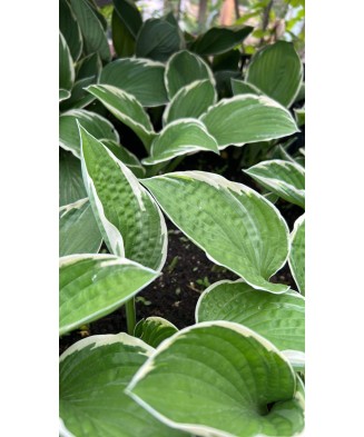 Hosta Antioch, 1 buc, planta la ghiveci 10 cm