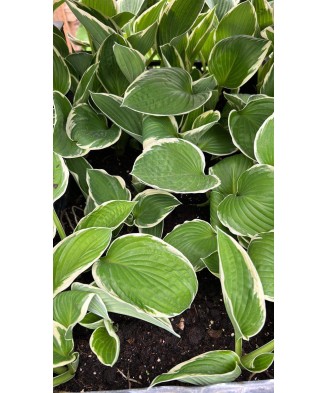 Hosta Antioch, 1 buc, planta la ghiveci 10 cm
