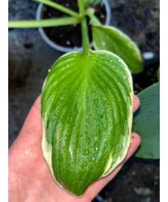 Hosta Antioch, 1 buc, planta la ghiveci 10 cm