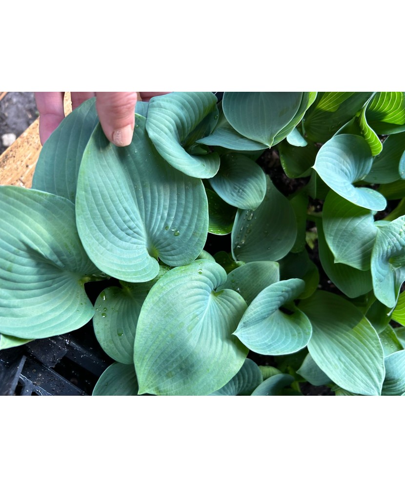 Hosta Abiqua Drinking Gourd, 1 buc, planta la ghiveci 10cm