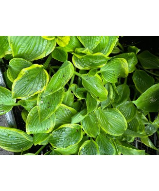 Hosta COHu 1 buc, planta la ghiveci 10cm