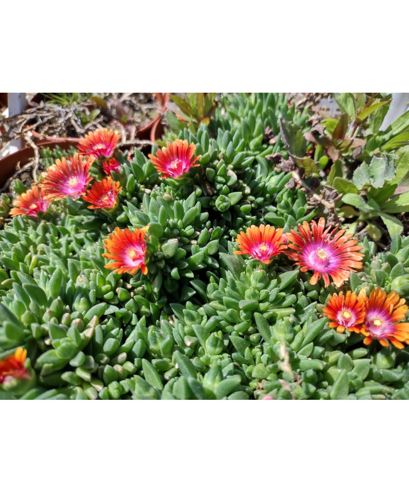 Floare de cristal roșie (Delosperma) - ghiveci