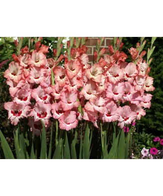 Gladiole Wine and Roses 1 Bulb, Vrac