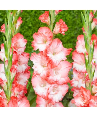 Gladiole Pink Lady 1 Bulb, Vrac