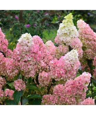 Hortensie, Hydrangea panic. FRAISE MELBA Renba PBR C2