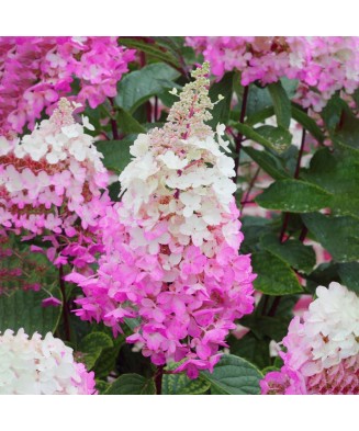 Hortensie, Hydrangea panic. FRAISE MELBA Renba PBR C2