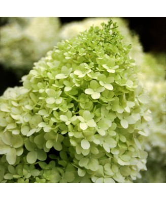 Hortensie, Hydrangea panic....