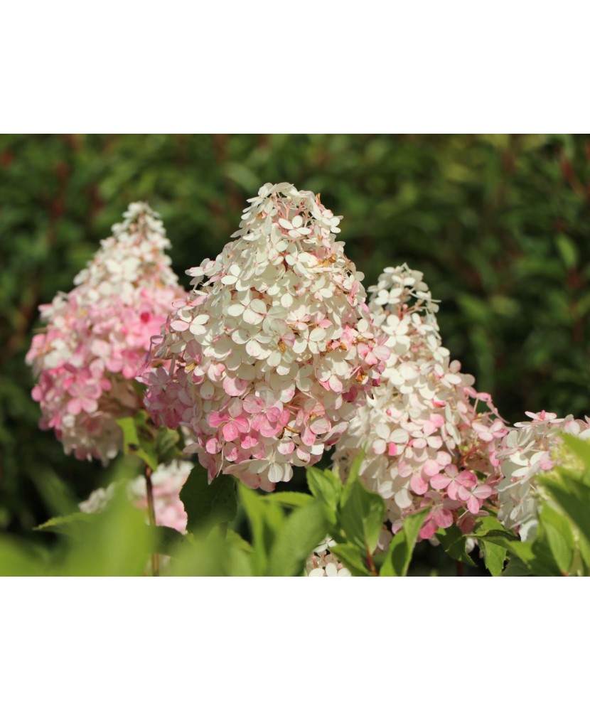 Hortensie, Hydrangea panic. MOJITO Grhp10 PBR C2