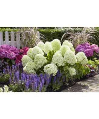 Hortensie, Hydrangea panic. LITTLE SPOOKY Grhp08 PBR C2