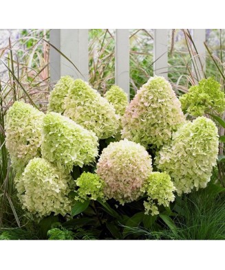 Hortensie, Hydrangea panic. LITTLE SPOOKY Grhp08 PBR C2