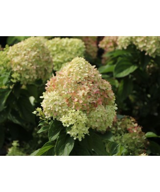 Hortensie, Hydrangea panic. LITTLE FRESCO Rou201306 PBR C2