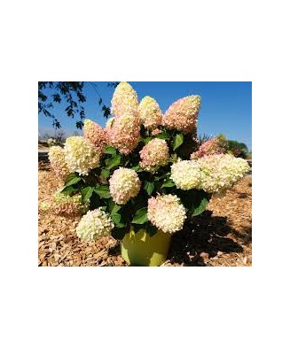 Hortensie, Hydrangea panic. LITTLE FRESCO Rou201306 PBR C2