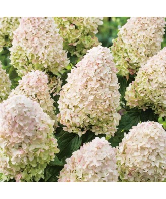 Hortensie, Hydrangea panic. LITTLE FRESCO Rou201306 PBR C2