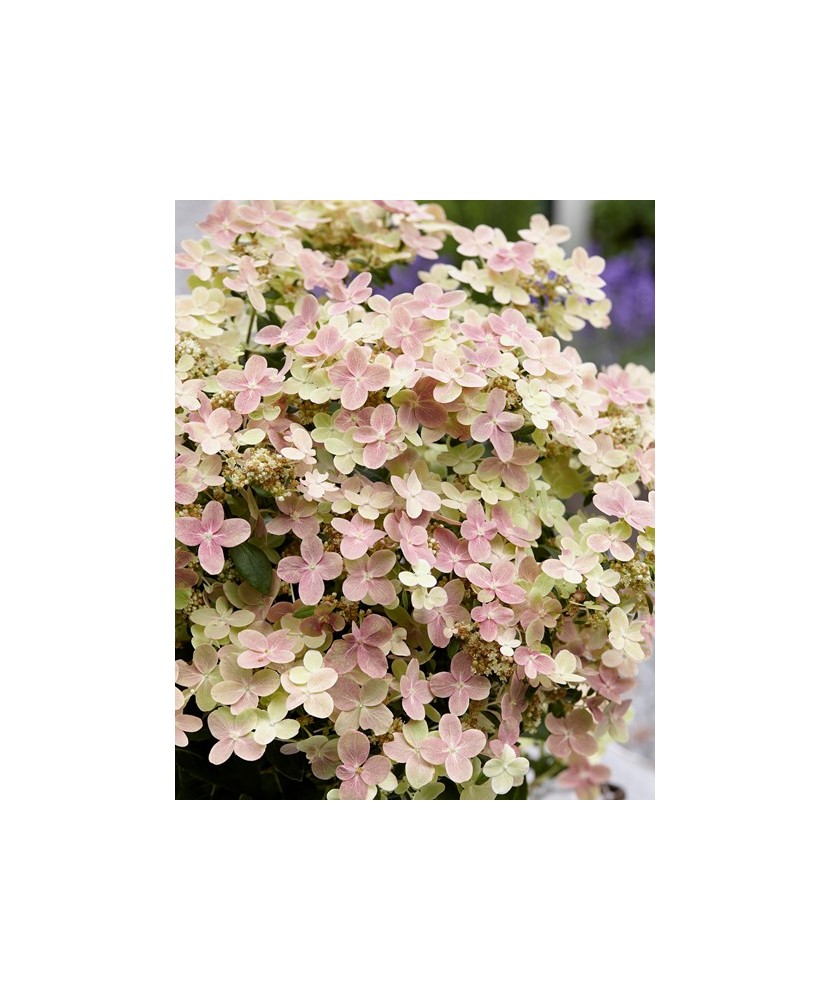 Hortensie, Hydrangea panic. POLESTAR Breg14 PBR C2