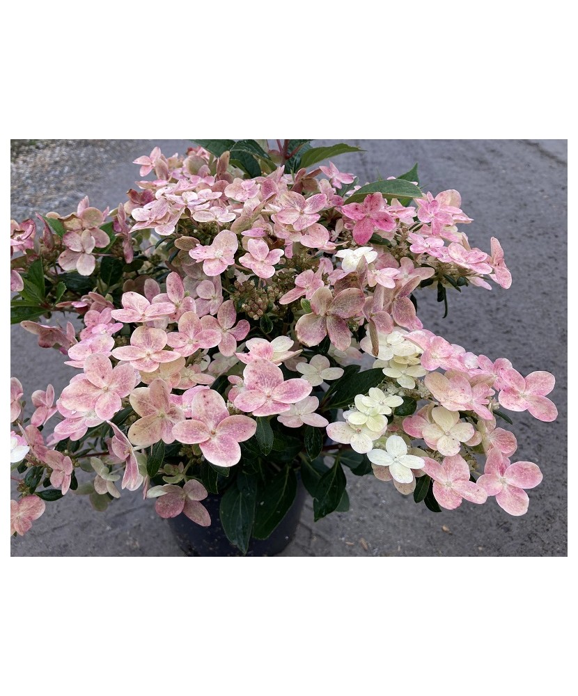 Hortensie, Hydrangea panic. POLESTAR Breg14 PBR C2
