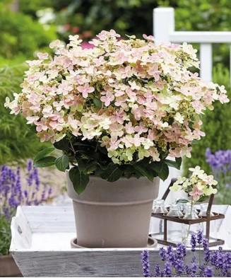 Hortensie, Hydrangea panic....