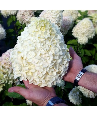 Hortensie, Hydrangea panic....