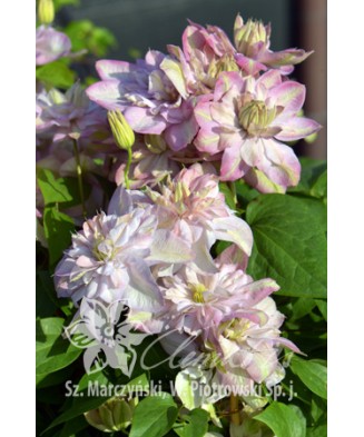 Clematis Innocent Blush PBR , Ghiveci 1 litru