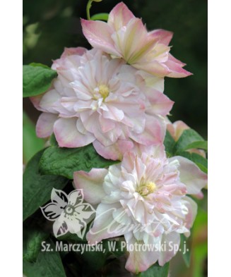 Clematis Innocent Blush PBR , Ghiveci 1 litru