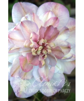 Clematis Innocent Blush PBR , Ghiveci 1 litru