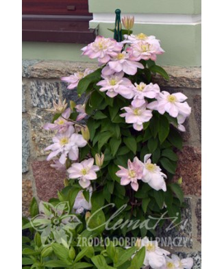 Clematis Innocent Blush PBR , Ghiveci 1 litru