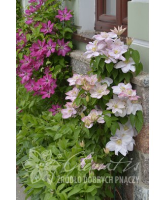Clematis Innocent Blush PBR , Ghiveci 1 litru