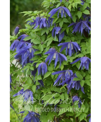 Clematis Jiska GA P9
