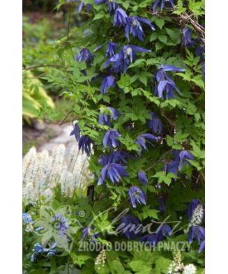 Clematis Jiska GA P9