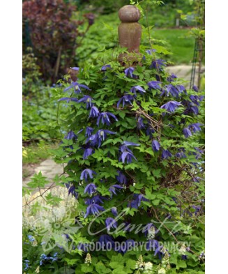 Clematis Jiska GA P9