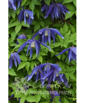 Clematis Jiska GA P9