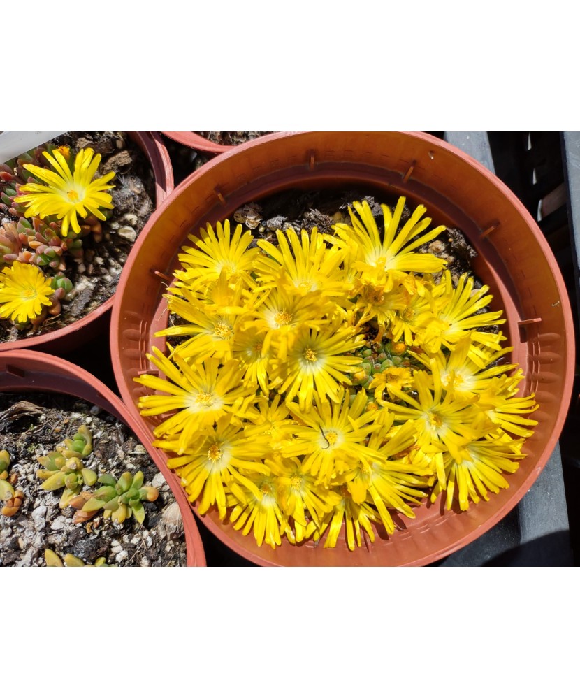 Floare de cristal galbenă (Delosperma) - ghiveci