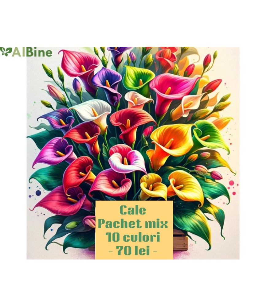 Pachet Mix Bulbi Zantedeschia (Cala) Mix 10 soiuri, Vrac