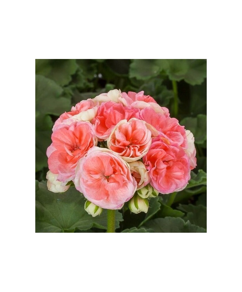 Mușcate Rosebud Astrid - (ghiveci 12cm)