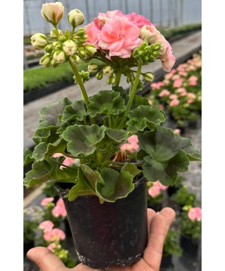 Mușcate Rosebud Astrid - (ghiveci 12cm)