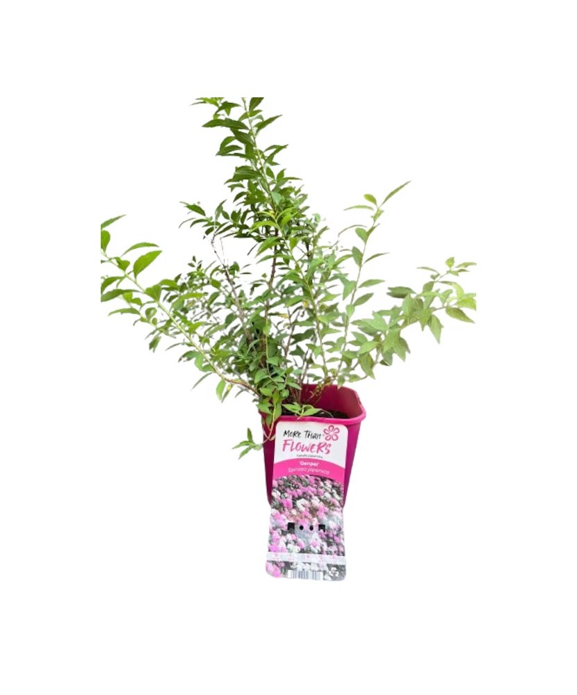 Cununita,Spiraea japonica Genpei, Ghiveci C2, H:50-100cm