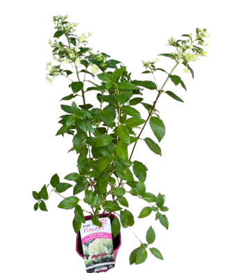 Hortensie, Hydrangea panic....