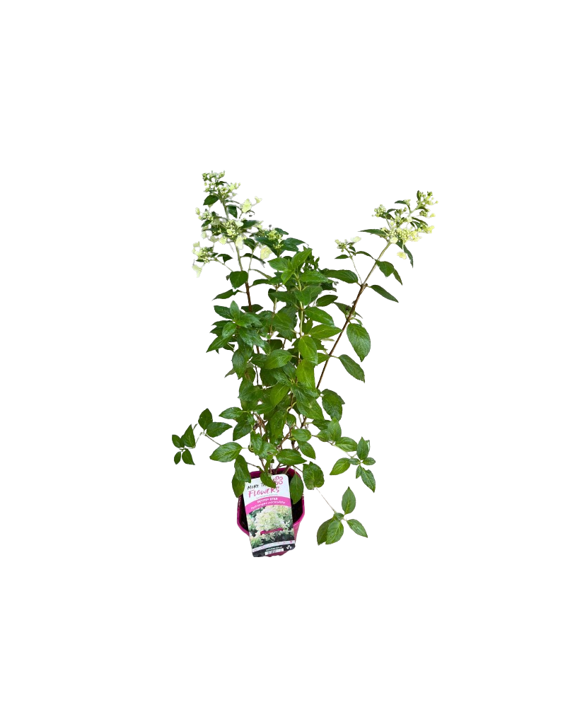 Hortensie, Hydrangea panic. PETITE® STAR Coustar02 PBR C2