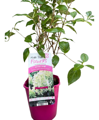 Hortensie, Hydrangea panic. PETITE® STAR Coustar02 PBR C2