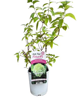 Hortensie, Hydrangea panic. LITTLE SPOOKY Grhp08 PBR C2