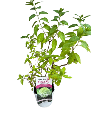 Hortensie, Hydrangea panic....