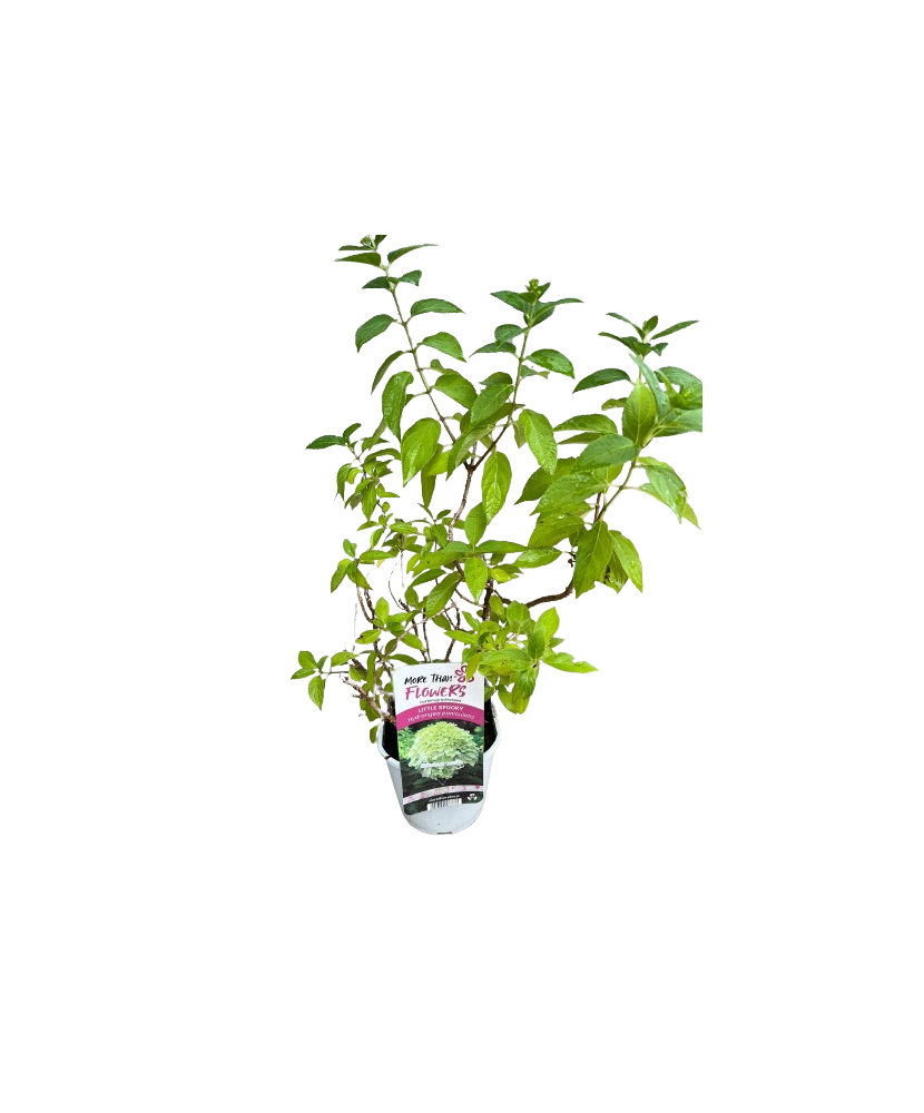 Hortensie, Hydrangea panic. LITTLE SPOOKY Grhp08 PBR C2