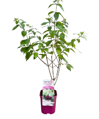 Hortensie, Hydrangea panic....