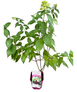 Hortensie, Hydrangea panic. LITTLE FRESCO Rou201306 PBR C2