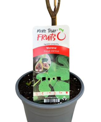 Smochin, Ficus carica Morena C2
