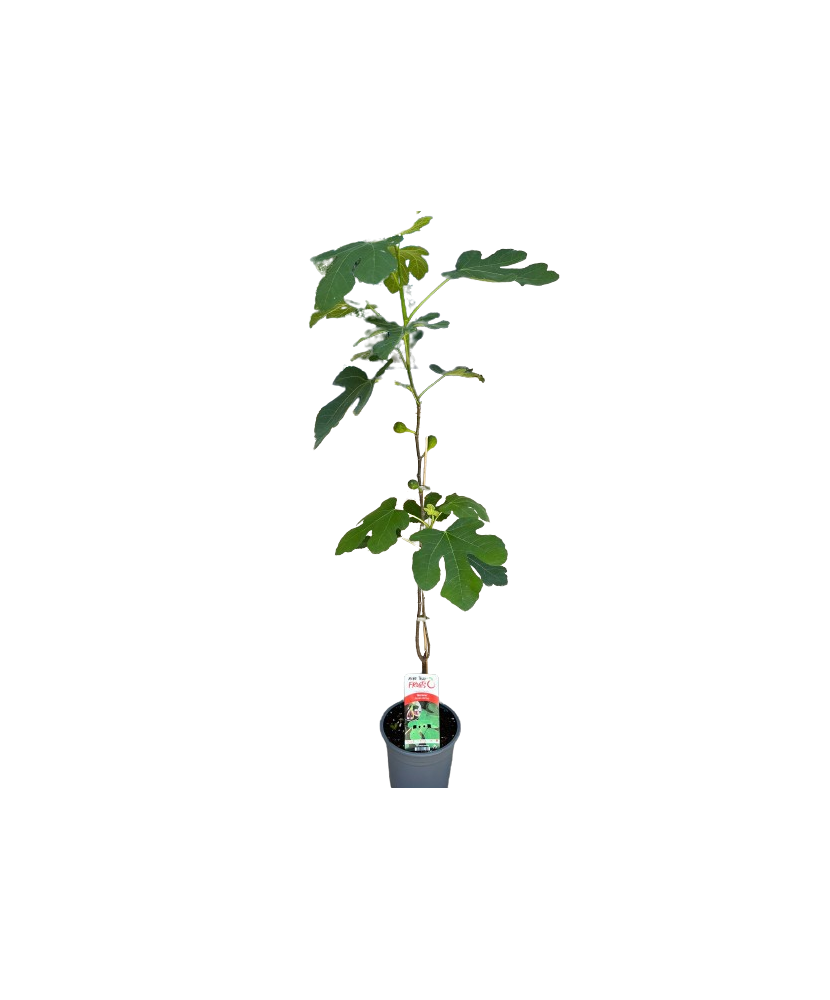 Smochin, Ficus carica Morena C2