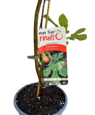 Smochin, Ficus carica Francesco C2