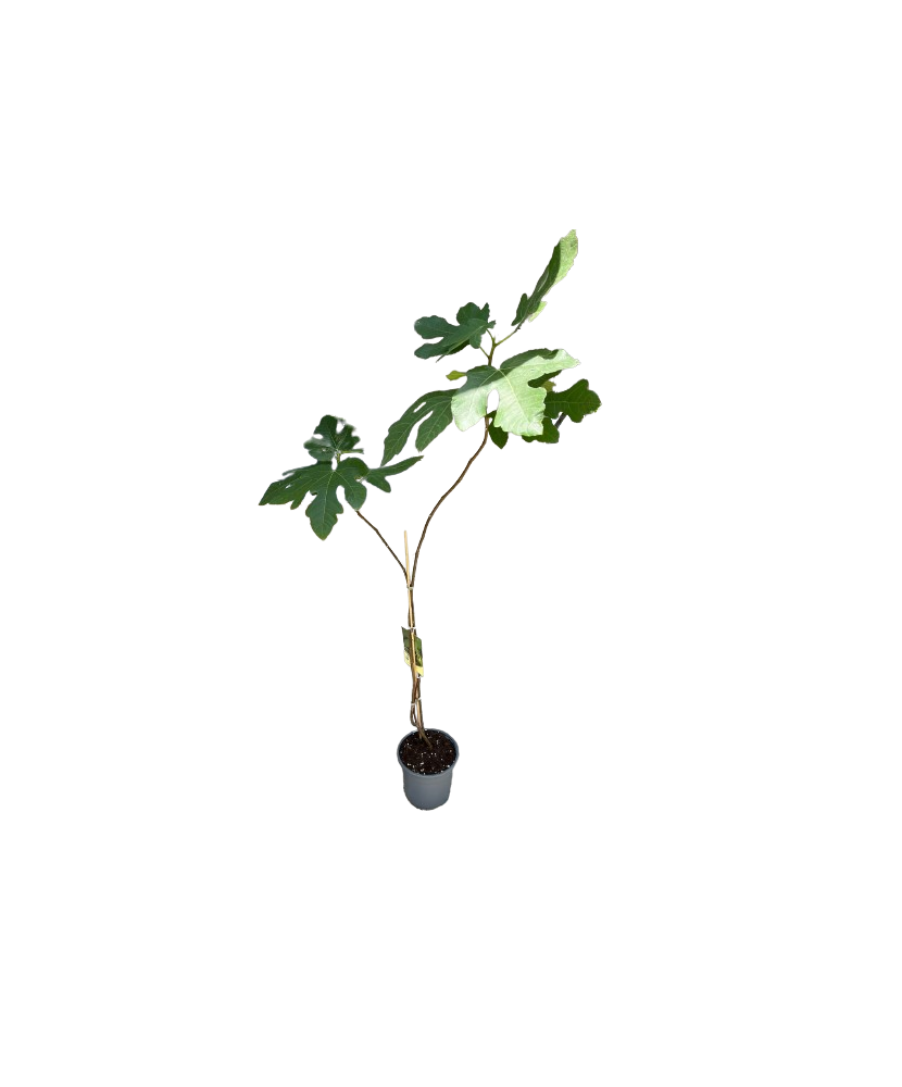 Smochin, Ficus carica Bornholm C2