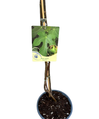 Smochin, Ficus carica Bornholm C2